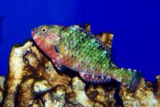 Stareye Parrotfish, Calotomus carolinus juvenile