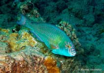 Stareye Parrotfish, Calotomus carolinus male