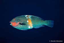 Yellowbar Parrotfish, Calotomus zonarchus male
