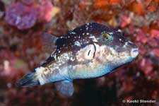 Brown-lined Pufferfish, Canthigaster rivulata