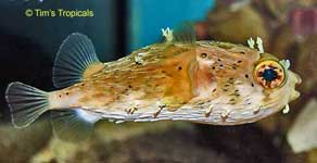Long Spine Pufferfish, Diodon holocanthus
