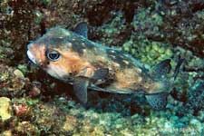 Spotted Burrfish, Chilomycterus reticulatus