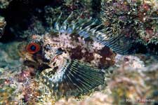 Hawaiian or Green Lionfish, Dendrochirus barberi