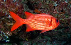 Redfin or Brick Soldierfish, Myripristis amaena