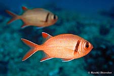 Epaulet Soldierfish, Myripristis kuntee