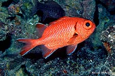 Blotcheye Soldierfish, Myripristis murdjan