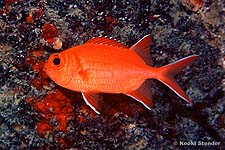 Whitetip Soldierfish, Myripristis vittata
