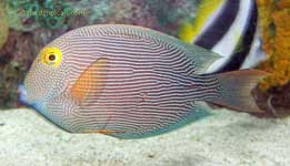 GoldRing Surgeonfish, Ctenochaetus strigosus