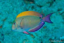 Brown Surgeonfish or Lavender Tang, Acanthurus nigrofuscus