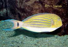 Striped Surgeonfish, Acanthurus lineatus