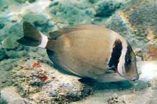Whitebar Surgeonfish, Acanthurus leucopareius