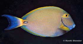 Whitespine Surgeonfish, Acanthurus dussumieri