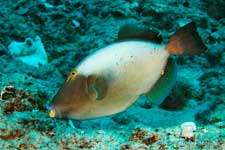 Bridled Triggerfish, Sufflamen fraenatus