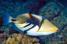 Picasso Reef or Blackbar Triggerfish, Rhinecanthus aculeatus