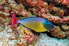 Redtail Triggerfish, Xanthichthys mento