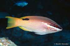 Hawaiian Hogfish female, Bodianus albotaeniatus
