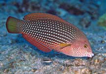 Pearl Wrasse Female, Anampses cuvier