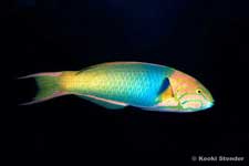 Sunset Wrasse, Yellow-brown Wrasse, female, Thalassoma lutescens