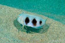 Yellowblotch Razorfish, Whitepatch Razorfish, Iniistius aneitensis