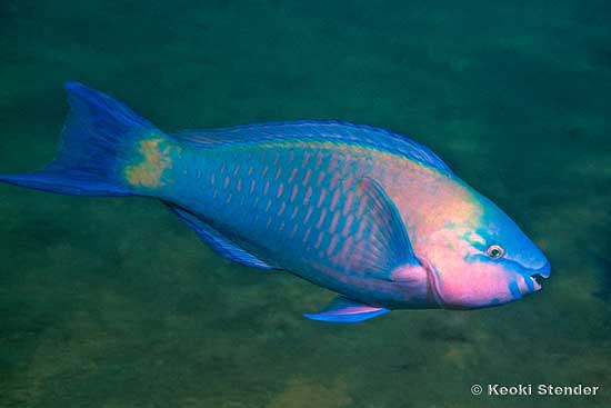 Palenose Parrotfish, Scarus psittacus male