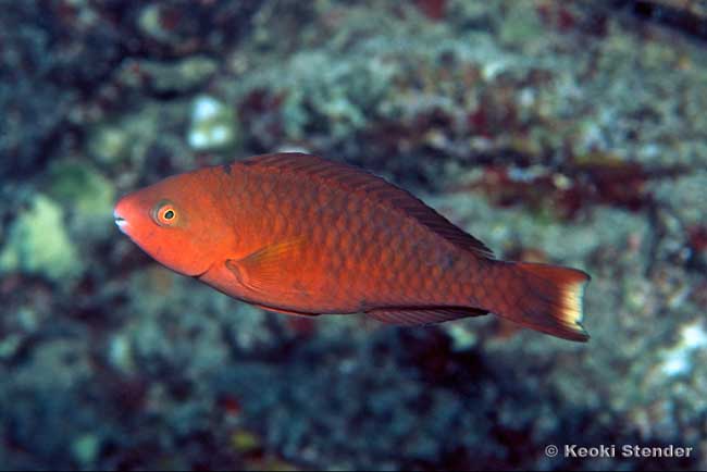 Regal Parrotfish, Scarus dubius female