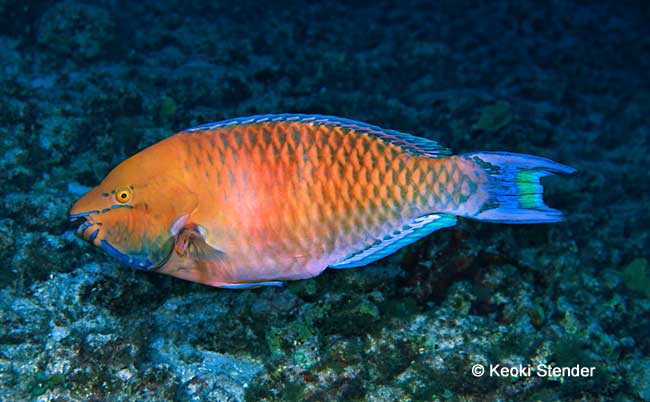 Regal Parrotfish, Scarus dubius male