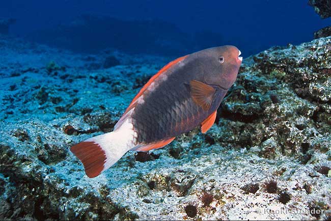 Spectacled Parrotfish, Chlorurus perspicillatus female