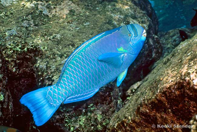 Spectacled Parrotfish, Chlorurus perspicillatus male