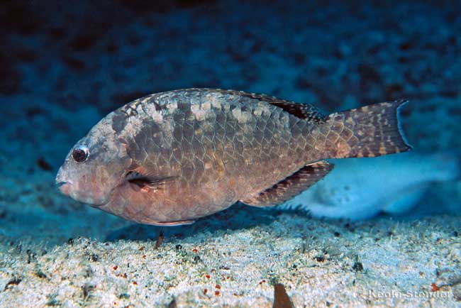 Stareye Parrotfish, Calotomus carolinus female