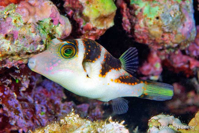 Crowned Puffer, Canthigaster coronata