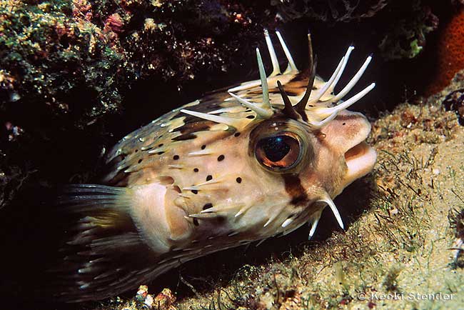 Long Spine Puffer, Diodon holocanthus
