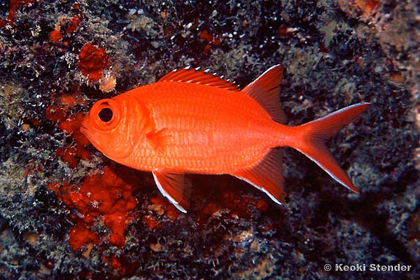 Whitetip Soldierfish, Myripristis vittata
