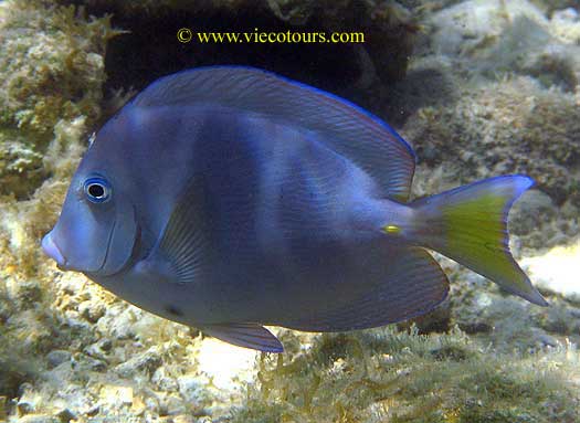 Atlantic or Caribbean Blue Tang, Acanthurus coeruleus