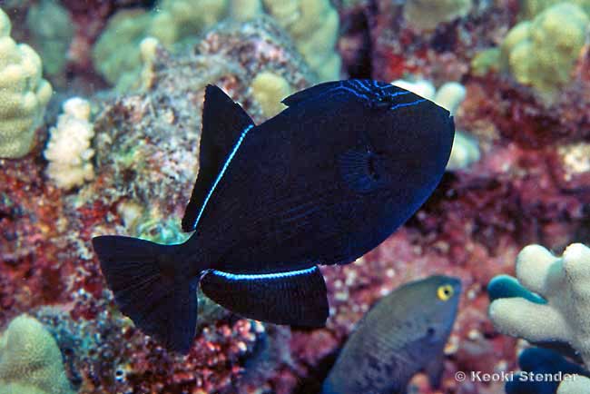 Black Triggerfish juvenile, Melichthys niger