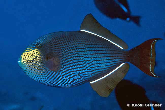 Black Triggerfish, Melichthys niger