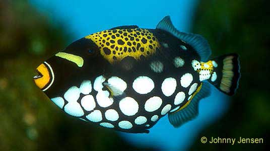 Clown Triggerfish, Balistoides conspicillum