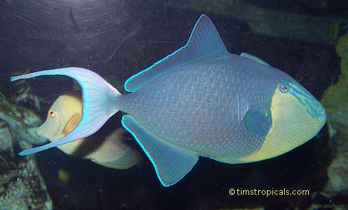 Redtoothed Triggerfish, Odonus niger