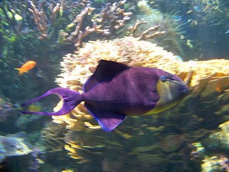 Redtoothed Triggerfish, Purple Variety, Odonus niger