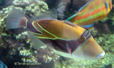 Reef Triggerfish, Rhinecanthus rectangulus