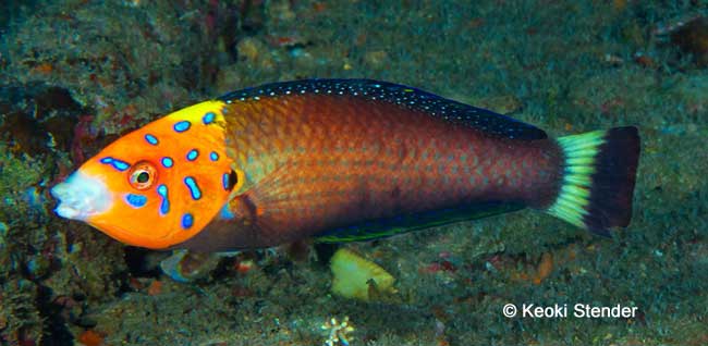 Redtail Wrasse male, Anampses chrysocephalus