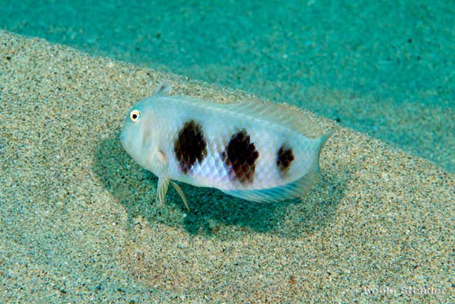Yellowblotch Razorfish, Whitepatch Razorfish, sub-adult, Iniistius aneitensis